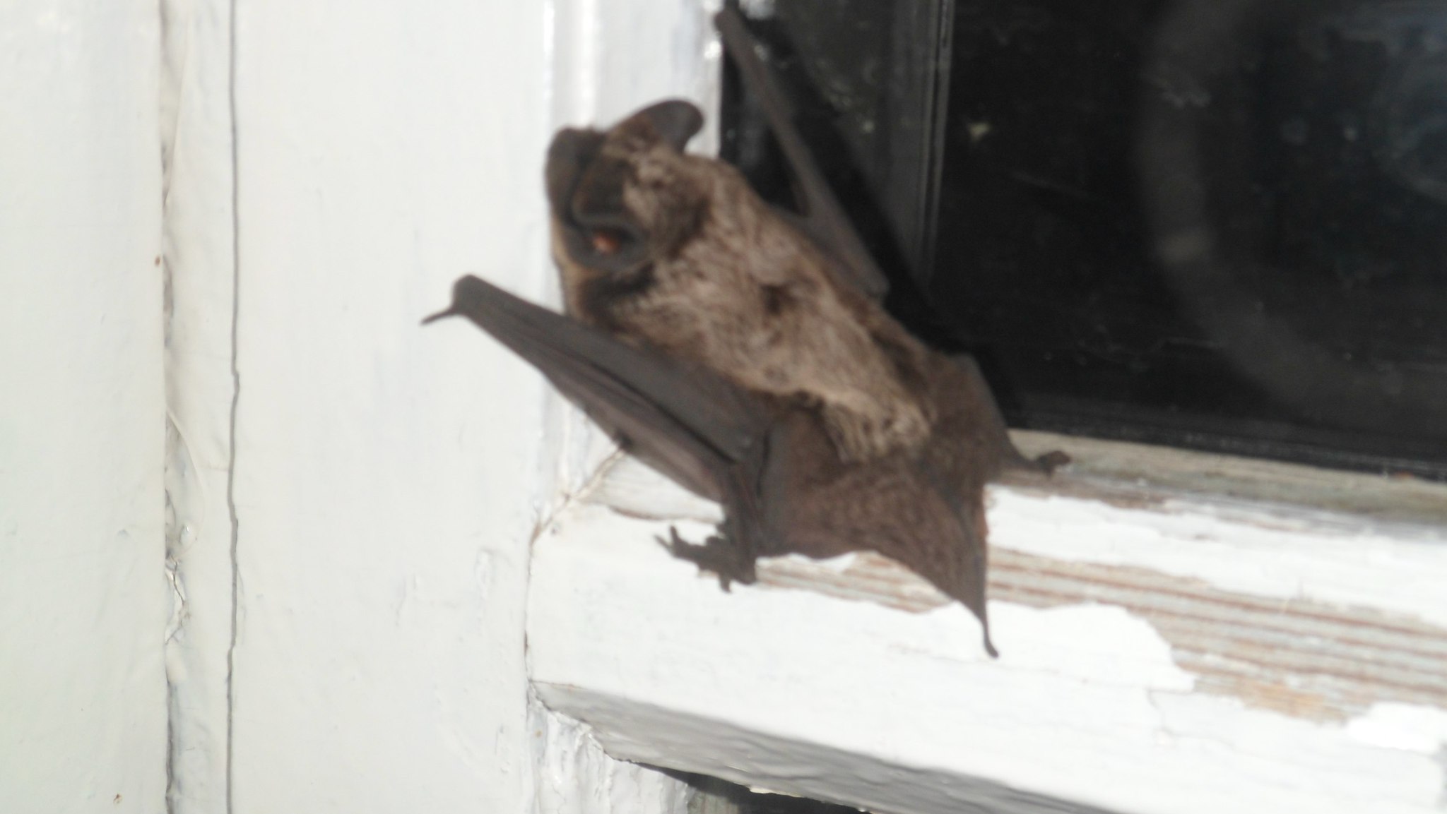 Залетает в дом летучая. Летучие мыши в Сочи залетают в окна. Летучая мышь залетела. Летучая мышь залетела в окно.