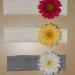 DSC02149.JPG