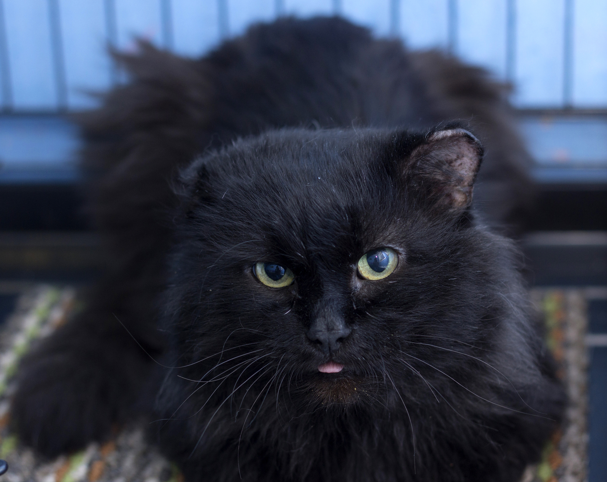 Британская кошка черная пушистая