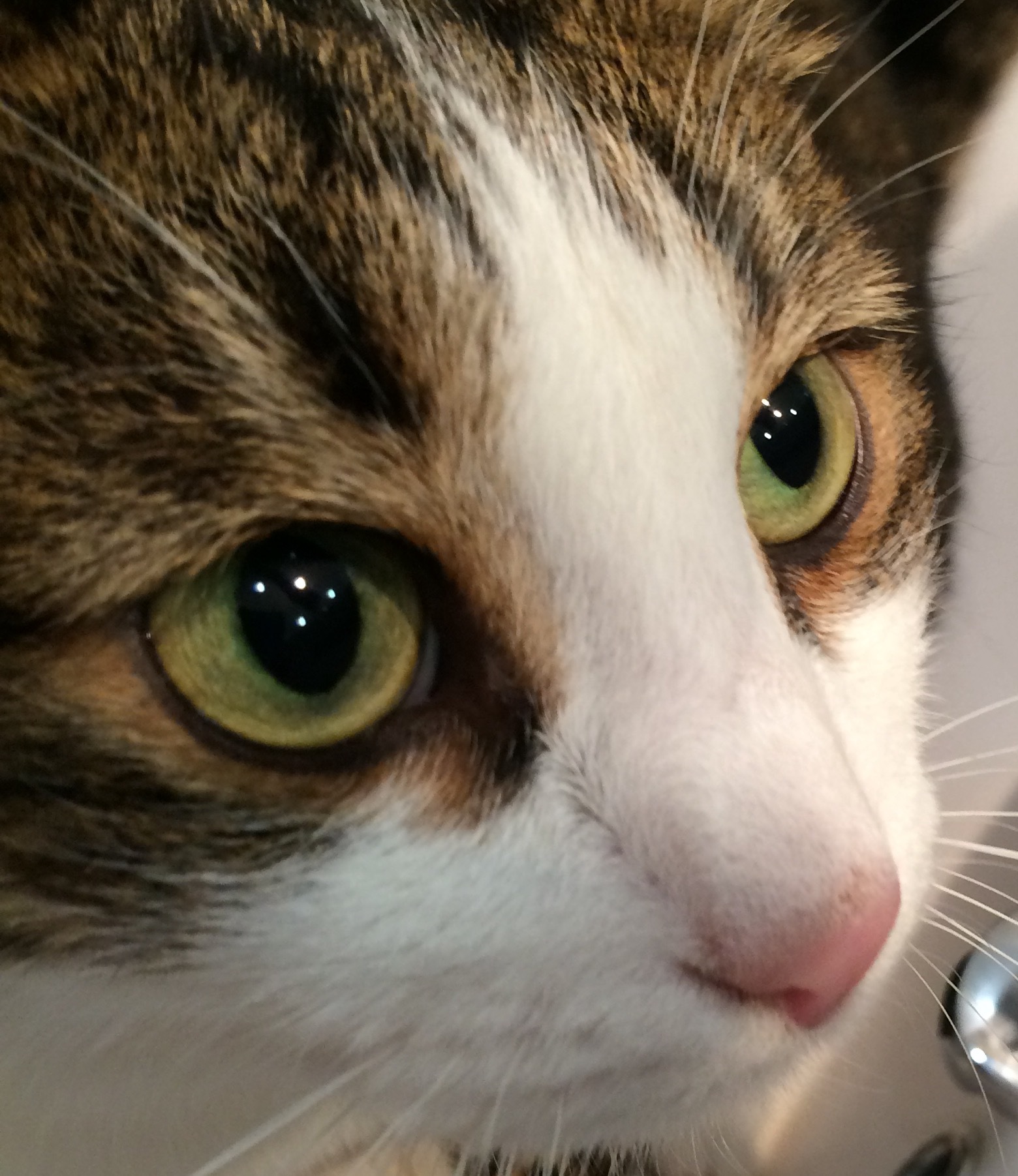 Редкие цвета кошек. Редкие кошачьи глаза. Редкие глаза у кошек. Расцветки глаз кошек. Редкий цвет глаз у кошек.