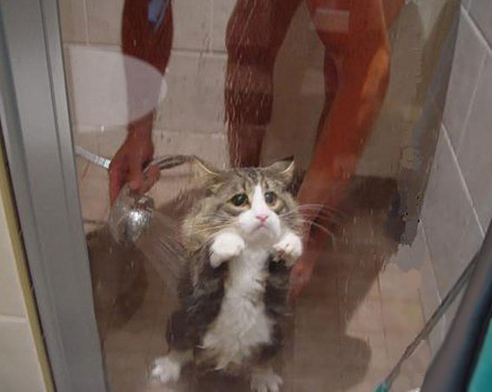 Кот под душем