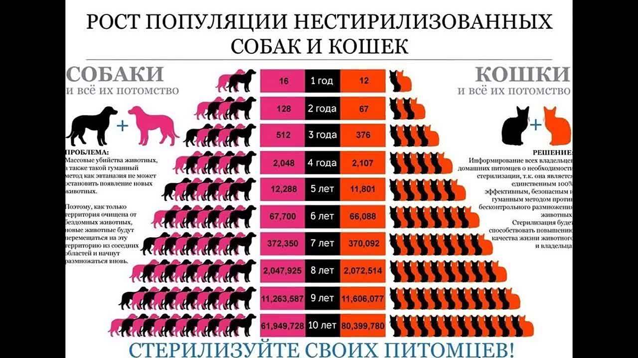 Важность стерилизации животных