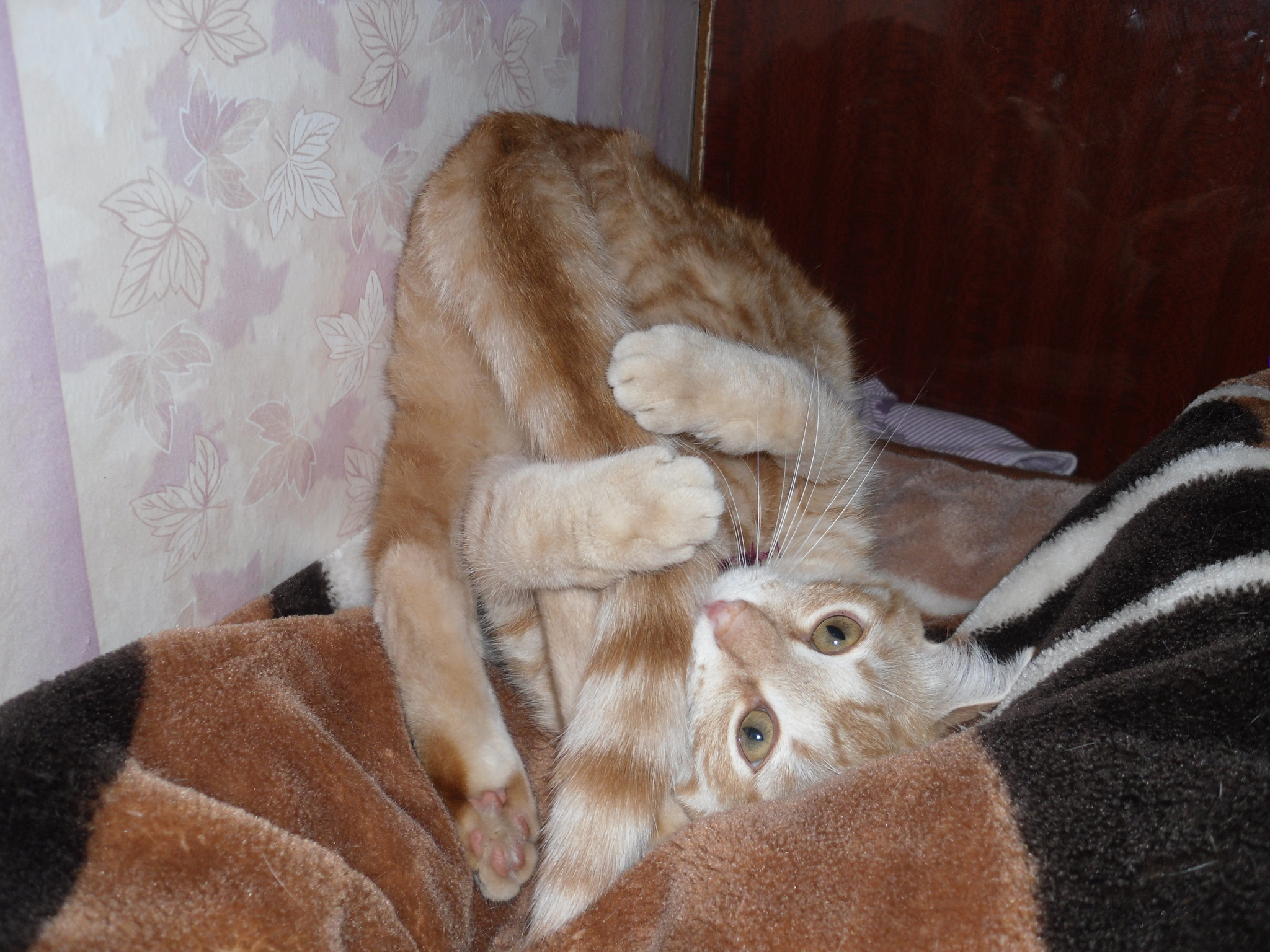 котенок сосет лапу