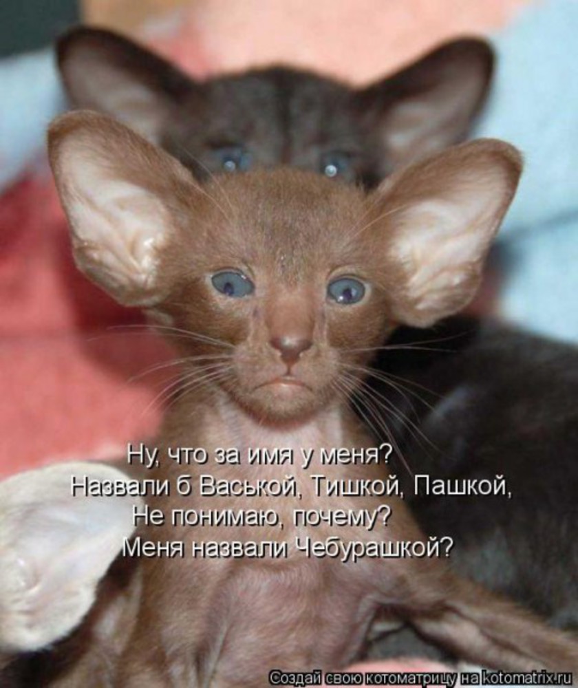 Анекдоты про крокодила гену и чебурашку. Бабушка красной шапочки. Чтобы лучше слышать тебя дитя мое. Бабушка почему у тебя большие уши. У тебя такие большие уши.