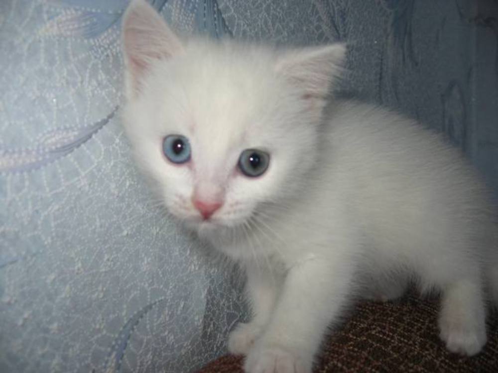 Возьму белую кошку. Белый котенок с разными глазами. Кокеок белый с разными глазами. Белый котенок беспородный. Котята 1 месяц белые.
