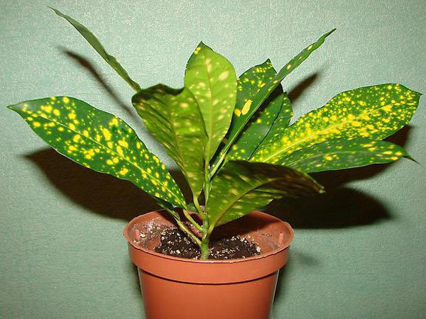 Комнатные растения с желтыми листьями фото и названия