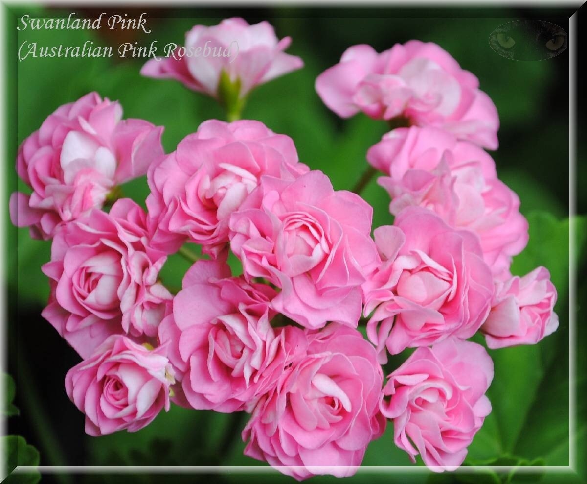 Пеларгония пинк розебуд фото и описание