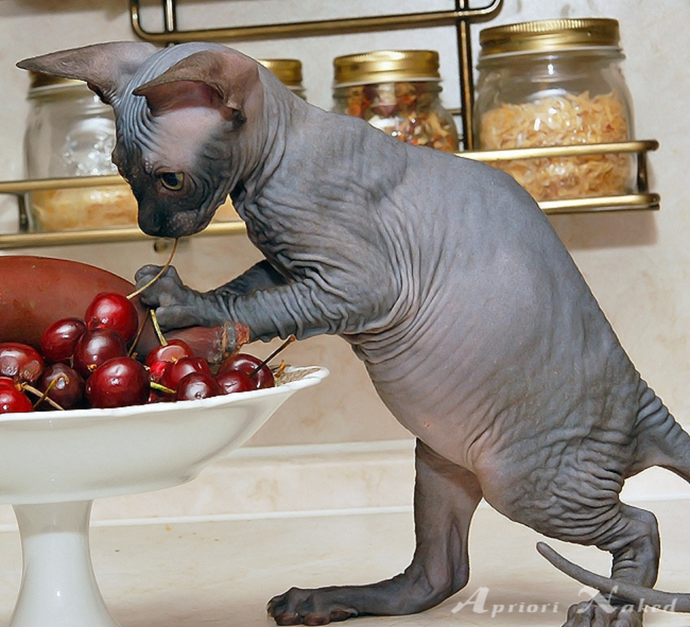 корм для кошек сфинкс. коты и еда. что едят канадские сфинксы. сфинкс и еда. сфинкс корнишон.