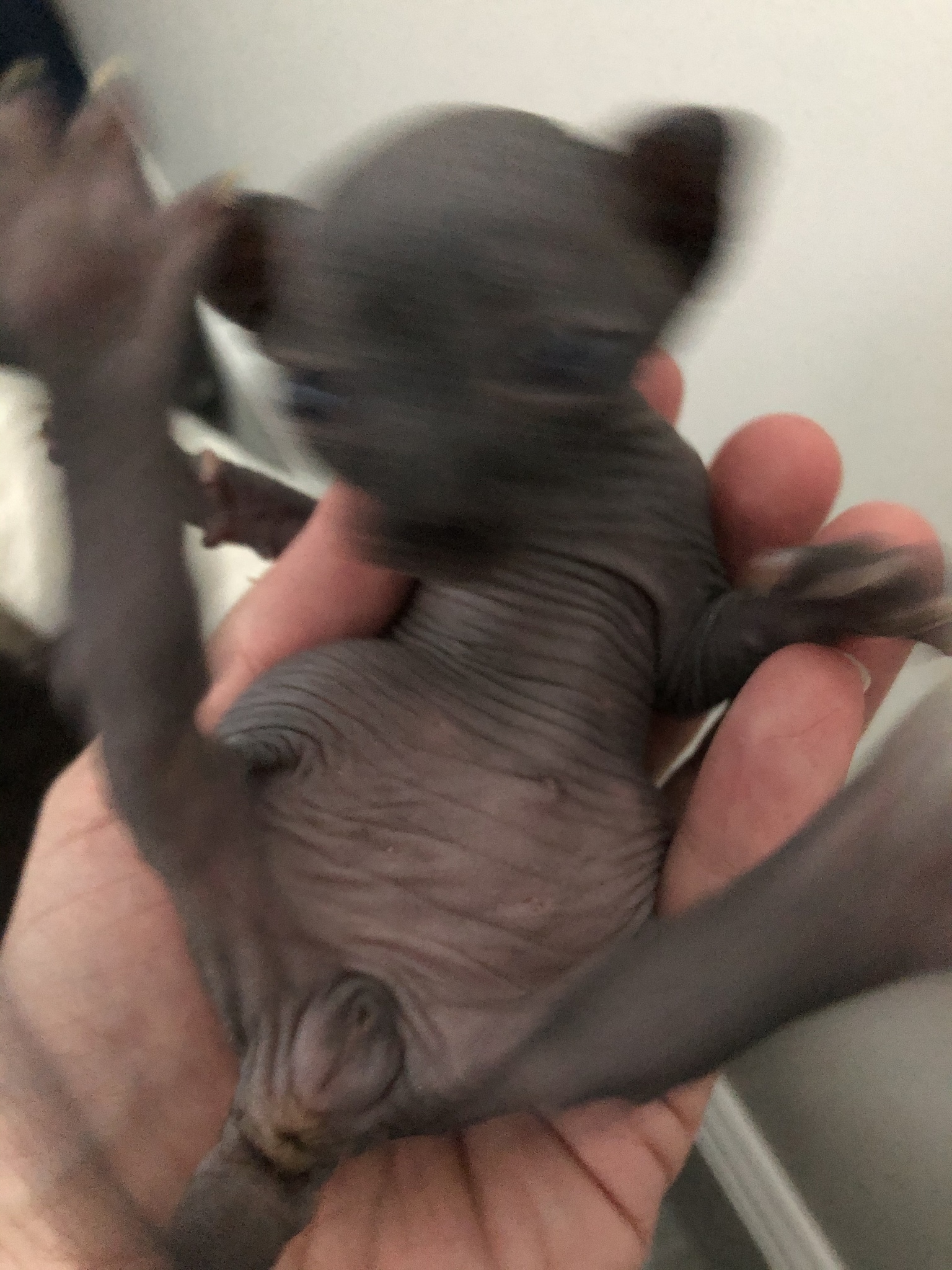 Пол новорожденных котят сфинксов
